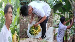 Damaged by the strong wind.. Mecmec worried much.Many of his bananas got damaged but trying to save.