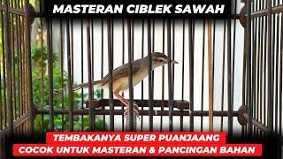 INI YANG DICARIMASTERAN CIBLEK SAWAH SUARA MEWAH TEMBAKAN SUPER PANJANG