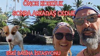 132 BALİNA AVCILARININ Eski İstasyasyonunun Korumalarından Önce KORKTUK, sonra Arkadaş olduk! Bequia