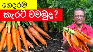 ගෙදරම කැරට් වවන්න| මේ විදයට | How to Plant and Grow Carrot | Ceylon Agri | Episode 303