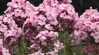 Phlox paniculata Herbstwalzer