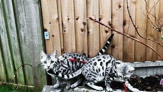 Possibly The Most Beautiful Bengal Cats In The World!