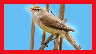 Reed Warbler Song! Reed Warbler Call! Reed Warbler Sound - Carricero Común - Acrocephalus Scirpaceus