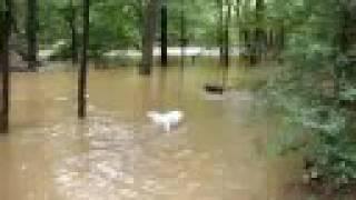 Grace, Kitty & Riley playing in the flood waters