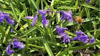 The Bluebell and the Bumblebee