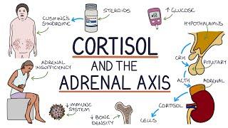 Understanding Cortisol and the Adrenal Axis