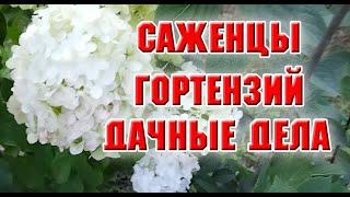 Новые саженцы.  Влагозарядковый полив, уборка в цветнике