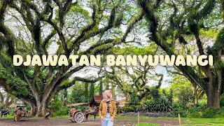 HUTAN DJAWATAN BENCULUK, WISATA DI BANYUWANGI - millayarou vlog