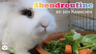 Abendroutine bei den Kaninchen||Bunnys Diary