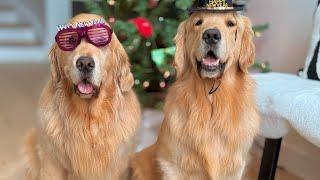 Golden Retriever's 2024 year In Review