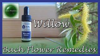 Willow (for Resentment) (Bach Flower Remedies) (Green Healing S3E55)