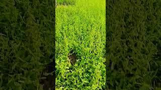 green fodder cultivation 🪴🪴 #greenfodder  #animals #foddergrass