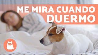 ¿Por qué mi PERRO me MIRA mientras DUERMO? 