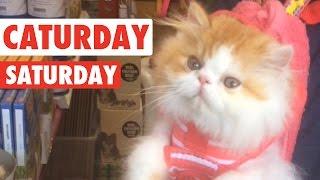 Caturday Saturday Cats Video Compilation 2016