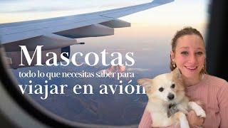 VIAJAR CON TU PERRO EN AVIÓN | recomendaciones CLAVES