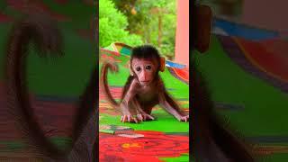 Really Sweetie and Lovely Adorable Baby, So Cute ️ part#3959 #monkey #babymonkey #adorablebaby