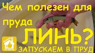 Запускаем в пруд линя  Чем линь полезен для пруда ️ Разведение линя в пруду  Tench-fish in pond