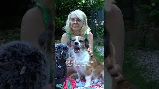 giving my dog a massage & dog eating cucumber (ASMR!) #asmr #asmrshorts #shorts