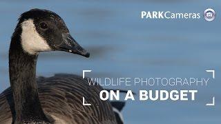 On a Budget: Wildlife Photography Buying Guide