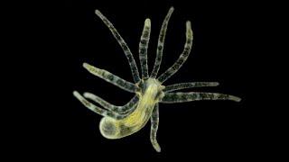 Phylum Cnidaria Part 2: Class Hydrozoa