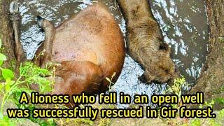 A #Asiatic #lioness who #fell in an open #well was #successfully #rescued in #Girforest
