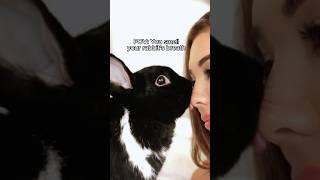 POV: You smell your rabbit’s breath  #rabbit #funny