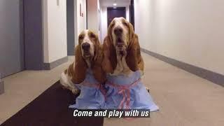 the shining + basset hounds