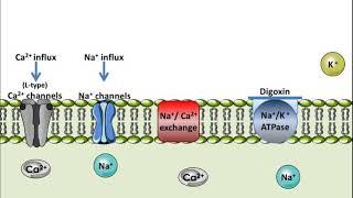 Digoxin - Mechanism of Action