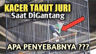 PENYEBAB KACER TAKUT JURI SAAT DILOMBAKAN DAN SOLUSINYA