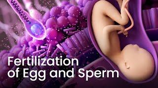 Human Fertilization Process in 3D!