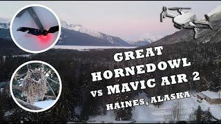 Great Horned Owl vs DJI Mavic Air 2 Drone - December 26 - 2021