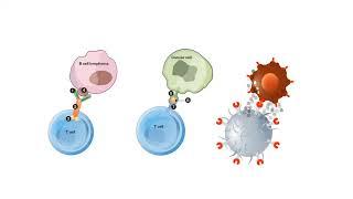 B CELLS and T CELLS EXPLAINED!