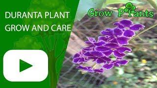 Duranta plant - How to grow (Golden Dewdrop)