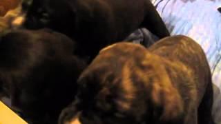 Socializing Your Puppy - San Rocco Cane Corso