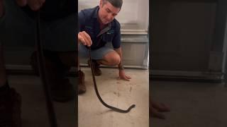 Highly Venomous Redbelly in Garage!   #redbelly #snake #venomous #snakecatcher. #easternbrownsnake