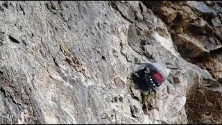 Wallcreeper - Tichodroma muraria - Tichodrome - Rotskruiper / Dinant - Belgium / 4-1-2015