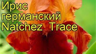 Ирис германский Натчез Трэйс. Краткий обзор, описание характеристик iris germanica Natchez Trace