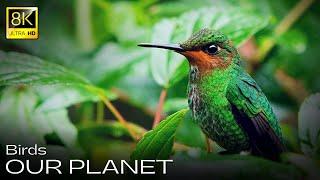 Our Planet in 8K Ultra HD / Wild Birds Collection | 8K Video (60FPS)