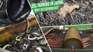 THE BIGGEST EEL FARMING IN JAPAN, CAN PRODUCE MILLIONS EEL EVERY HARVEST - EEL FARM TECHNOLOGY