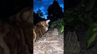 Funny animal videos I found on Instagram and Tiktok #shorts #funnyanimals #cat #funnypets #funny