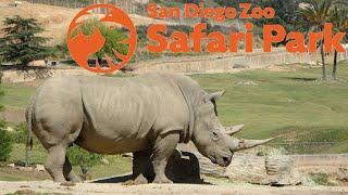 POV Africa Tram Ride at San Diego Zoo Safari Park