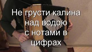 Не грусти калина над водою с нотами в цифрах