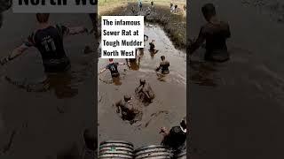 Sewer Rat at Tough Mudder North West. The muddiest Tough Mudder obstacle!