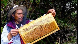 #HoneyBeFair: Besuch bei Bio-Imker Macario von Guaya'b in Guatemala