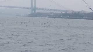 Striper striped bass blitz near Verezzano bridge 11/25/22