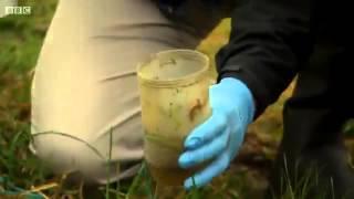 Great Crested Newts on Britain's Big Wildlife Revival (2013)