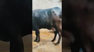 New camera shot video  murra Haryanvi first time 15 din byaane ke 13 litre milking 1530@#like@