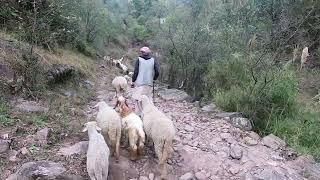 The sheep herding lifestyle of the village people