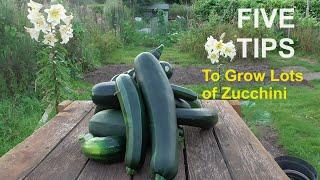 5 Tips How to Grow a Ton of Courgettes in a Garden Bed #gardening #ukgardening #courgettes