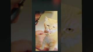 Interesting Facts About CAT  | you don't know about  | #shorts #ytshorts 